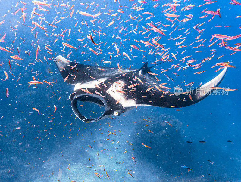 远洋蝠鲼(Manta birostris)游过清洁站。在世界自然保护联盟的红色名单中，这些优雅的动物正在成为野外罕见的景象。